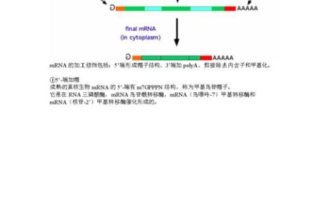 mRNA携带遗传信息吗？